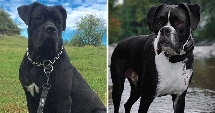 十种常见的犬种,10种常见的犬种