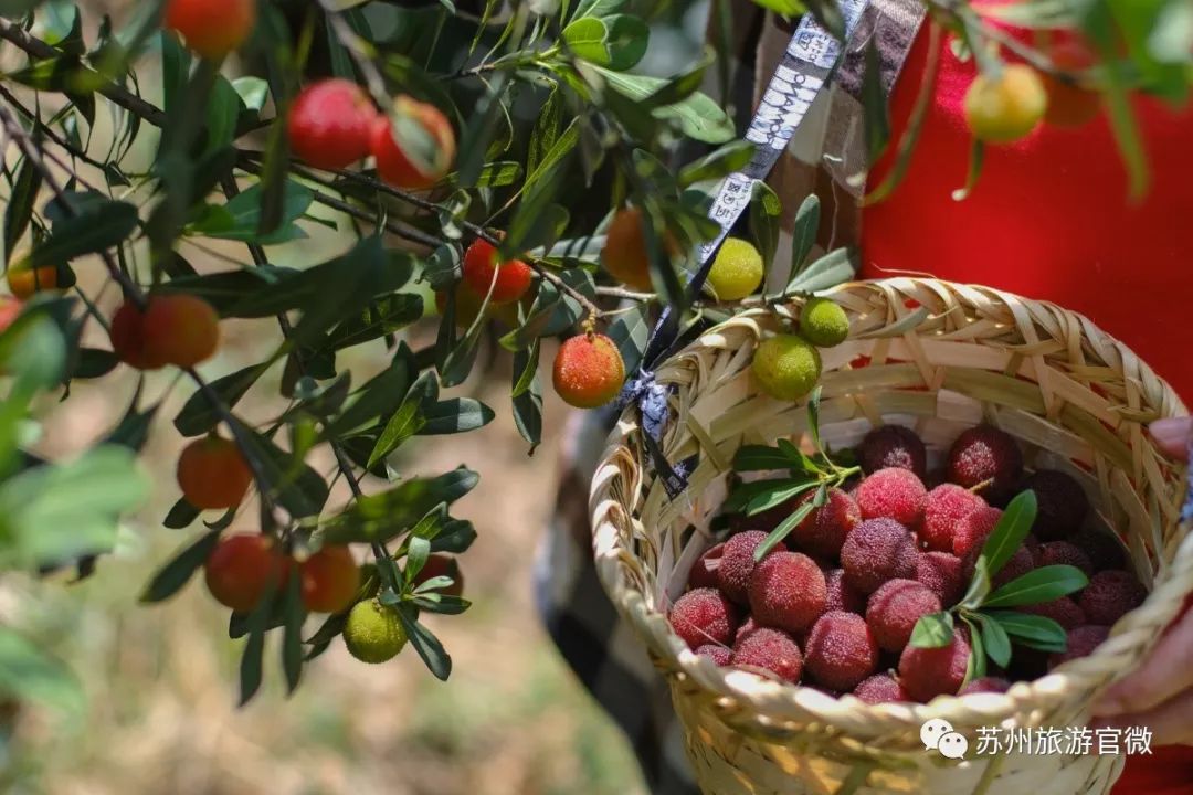 吃上一颗杨梅,正宗苏州杨梅
