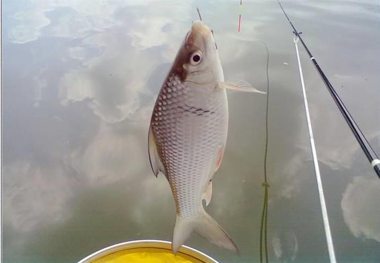 黑坑钓鲤鲫用什么饵比较合适,春季黑坑钓鲤用什么添加剂