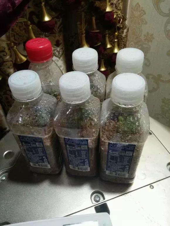 大水瓶扦插生根神器,室内用塑料瓶扦插生根最快方法