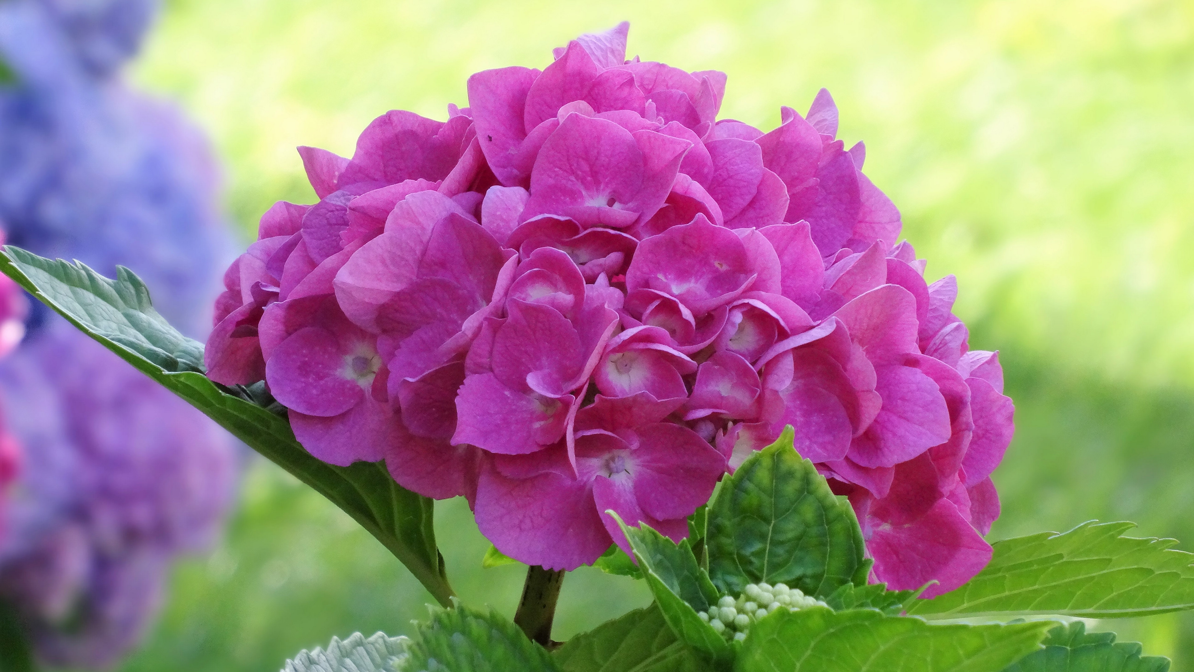 星座运势双子座2022年6月份运势,6月19日星座双子座运势