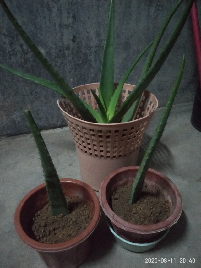 芦荟怎么养才能养得更好,芦荟在阴坡养还是在阳坡养好