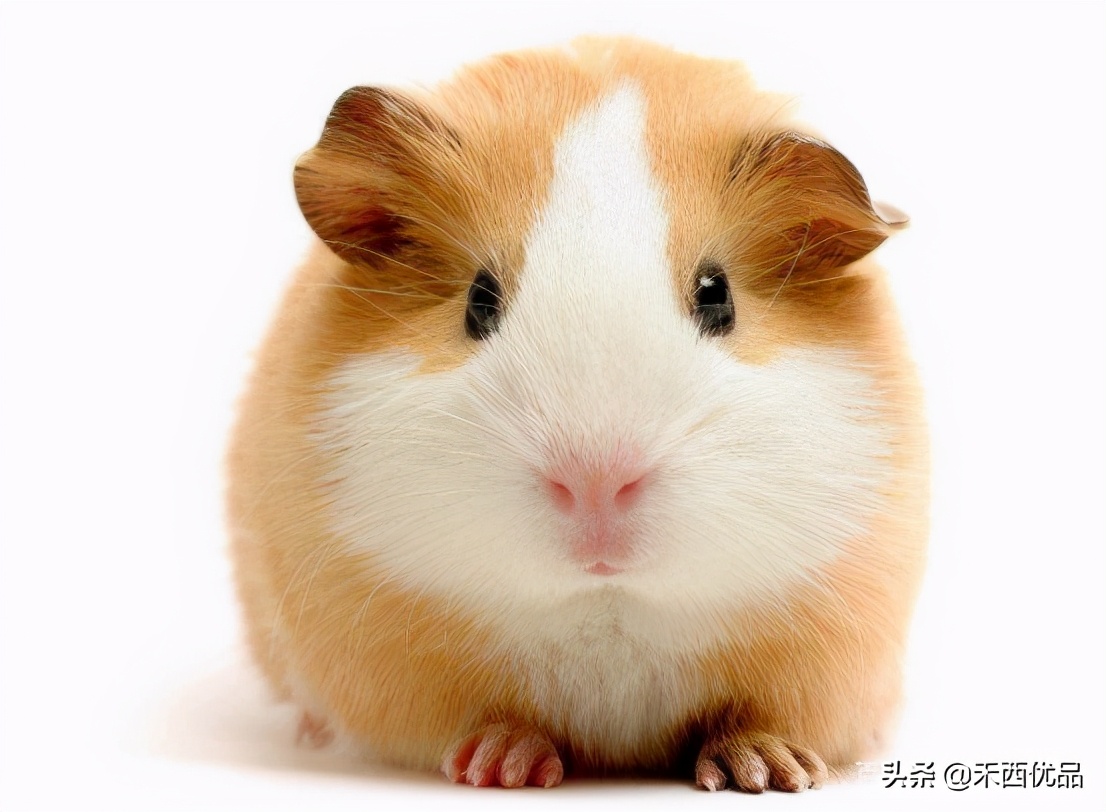 仓鼠对荷兰猪的危害,仓鼠和荷兰猪的区别