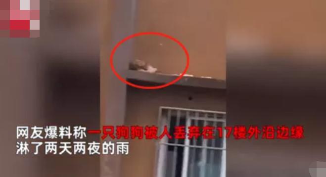 小狗突然消失摔下楼梯,小狗假装被抛弃原视频