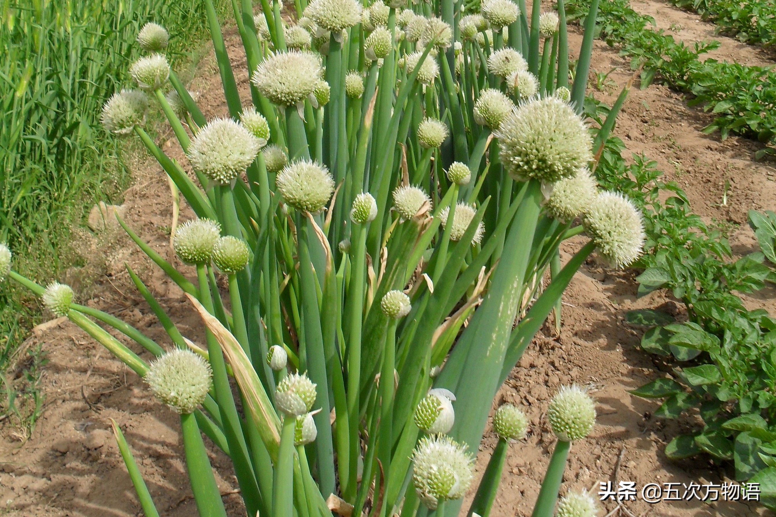 漫谈起源于中国的蔬菜