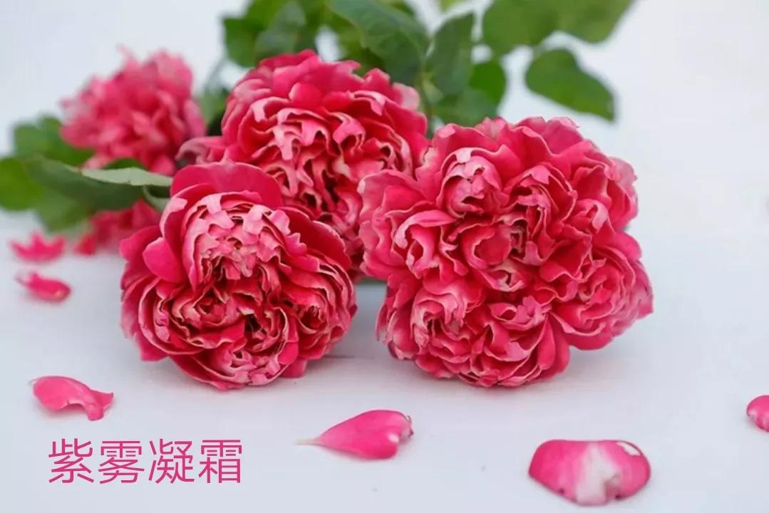 切花火焰月季的优缺点,常见切花月季一览