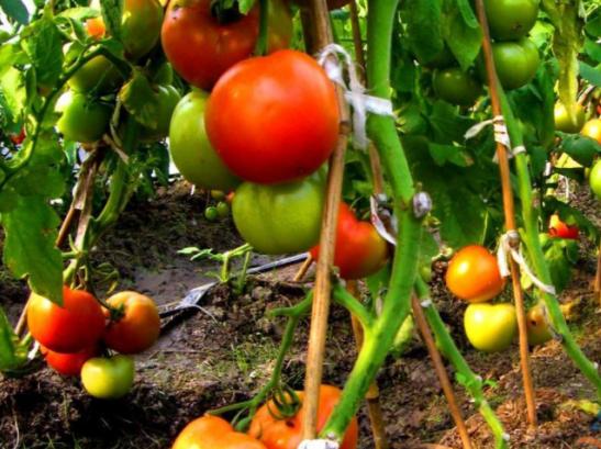 政策:支持农药产业科技创新;未来10年有机农业或领导中国农业