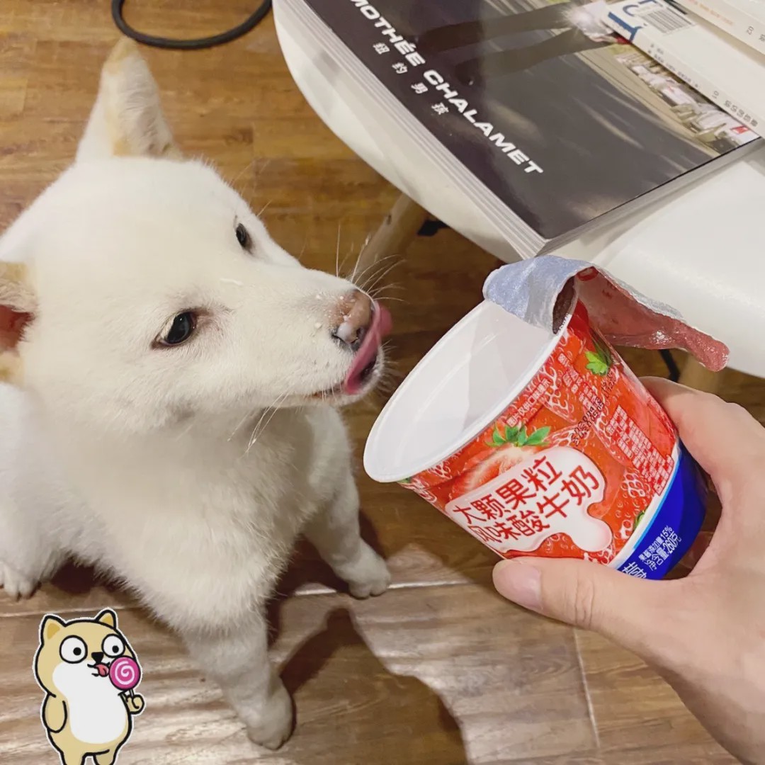 向往的生活锅碗瓢盆分别被谁养,向往的生活锅碗瓢盆4只狗