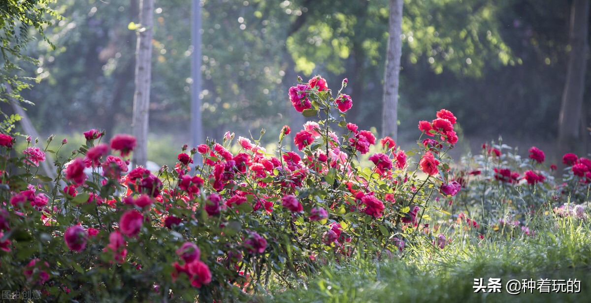 又香又漂亮的月季,一款特别仙气的月季花