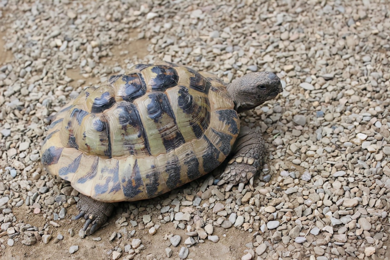 小乌龟怎么饲养龟粮喂多少,乌龟喂龟粮多久喂一次食物