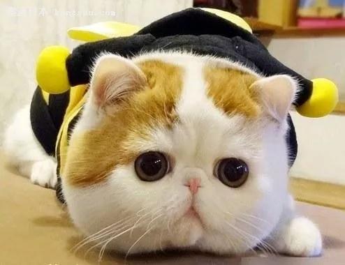 喵星人眼睛肿了,猫咪眼疾手快