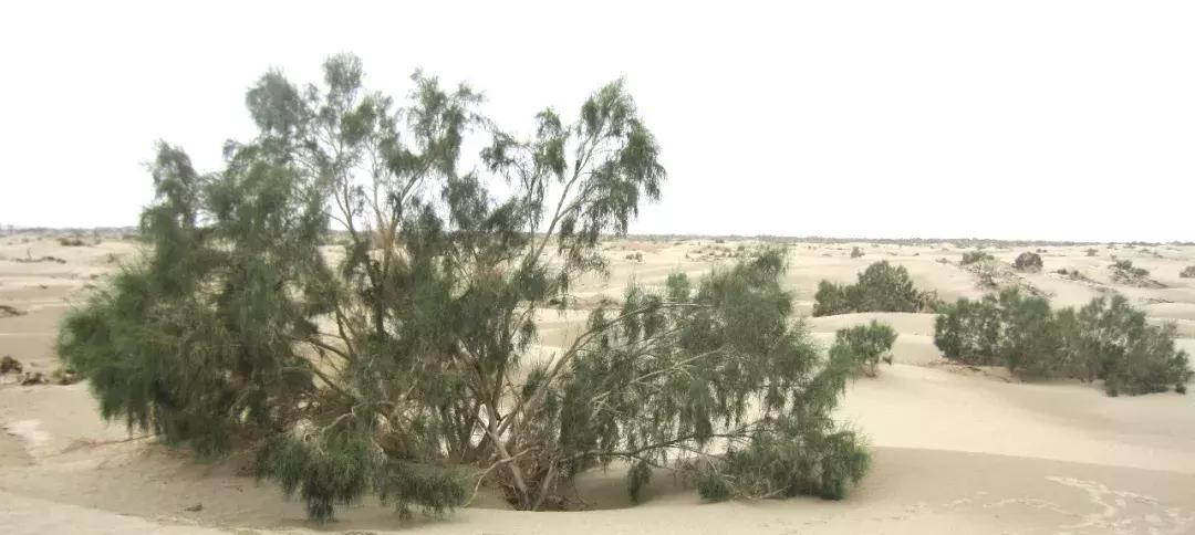 荒芜之地有裂隙么,荒芜之地好玩吗