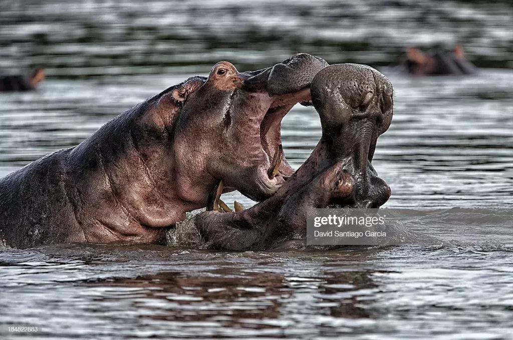 非洲河马钓鱼杀人，却反被人类逼成“脆弱”物种