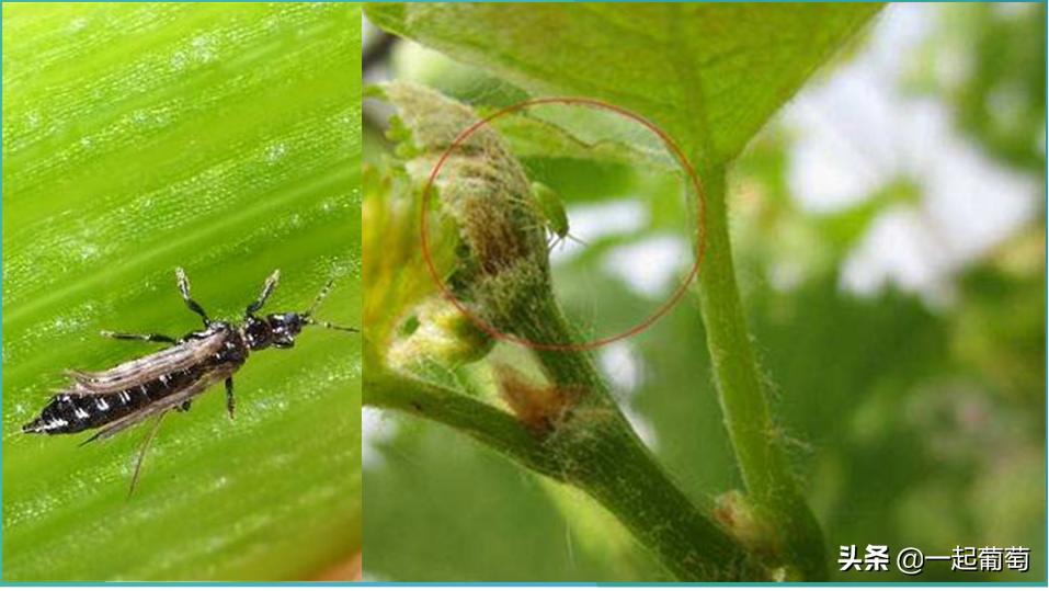 葡萄常见的虫害有哪些,葡萄虫害最佳防治方法