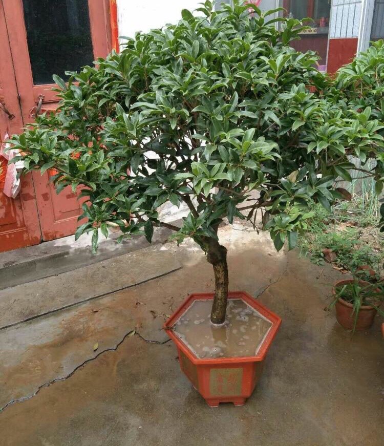 哪些花是真正的富贵花,富贵花给人带来吉祥好运