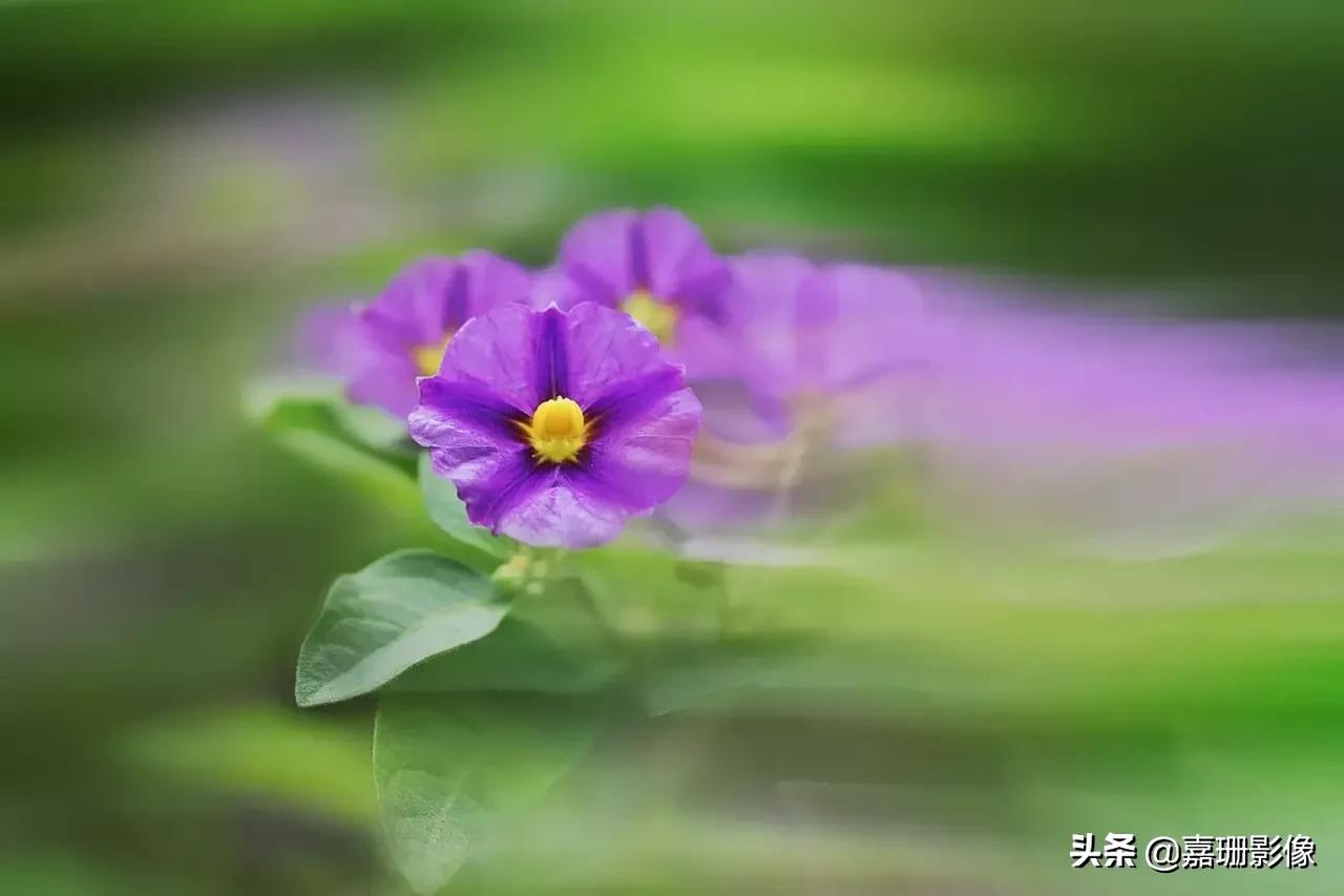 看看花容,听听花语2020年我镜头里的百种花卉