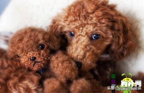 泰迪犬生产后口臭怎么回事,泰迪犬口臭牙结石流唾液