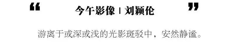 今午影像丨刘颖伦：游离于或深或浅的光影斑驳中，安然静谧