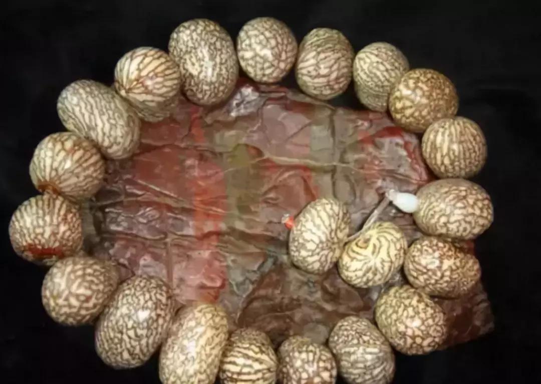 认识了70种菩提，您就是半个专家，再逛文玩市场就没有压力啦！