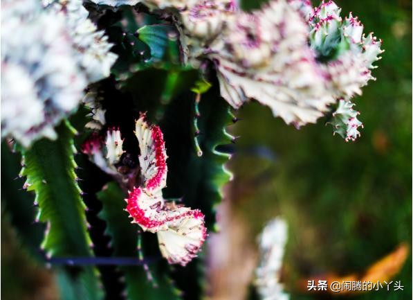 彩春峰变红,彩春峰品种图片