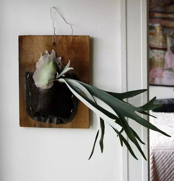 置爱|植物1.0是种在盆儿里的,植物2.0都趴在墙上的