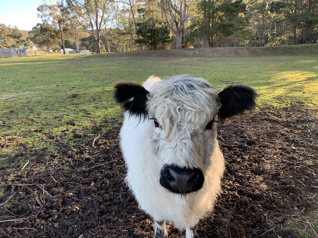 塔斯马尼亚心形小岛,降落西沙群岛
