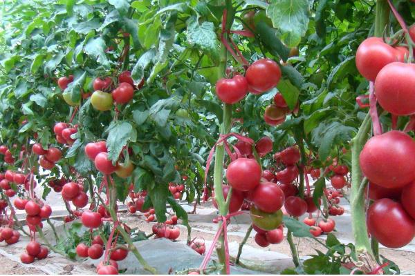 西红柿晴天打蔫阴天正常啥原因,移栽的西红柿苗都打蔫了还能活吗