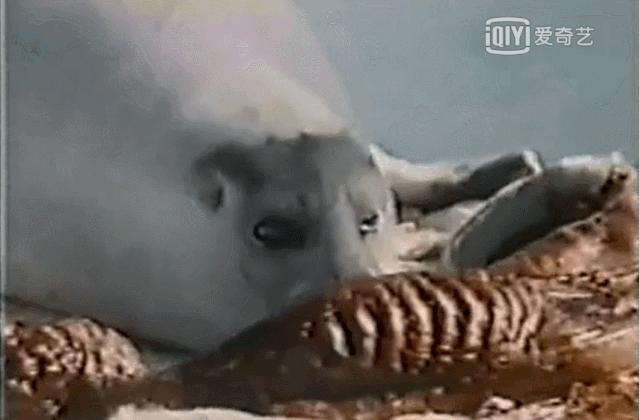 被已婚男欺骗致怀孕一尸两命,女孩儿被骗怀孕最后被杀害