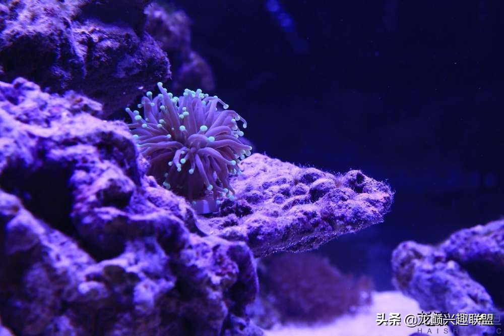 从零开始玩海缸的方法,从零开始玩海缸全过程