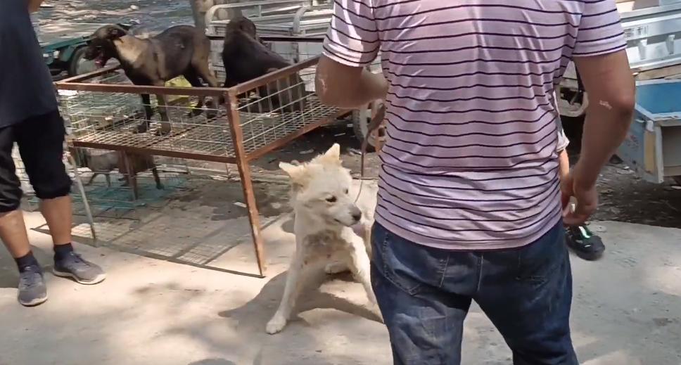 狗肉车上全是宠物狗,狗肉车上的狗狗