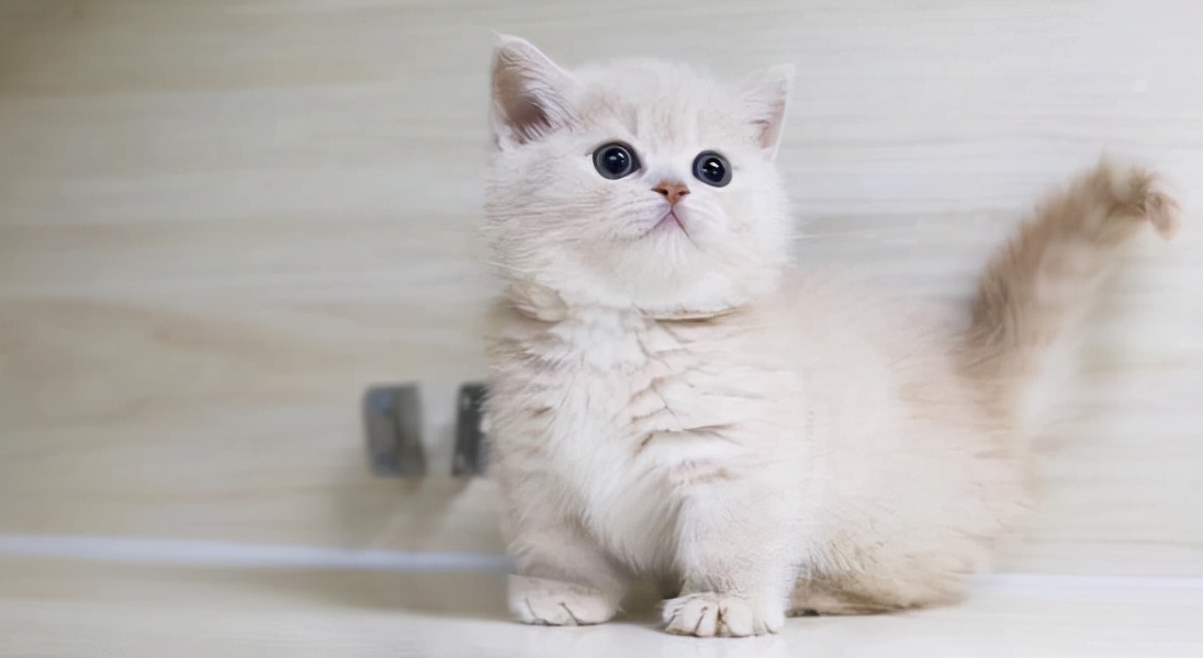 养猫首选这几种猫既便宜又好养,养猫最建议养什么猫