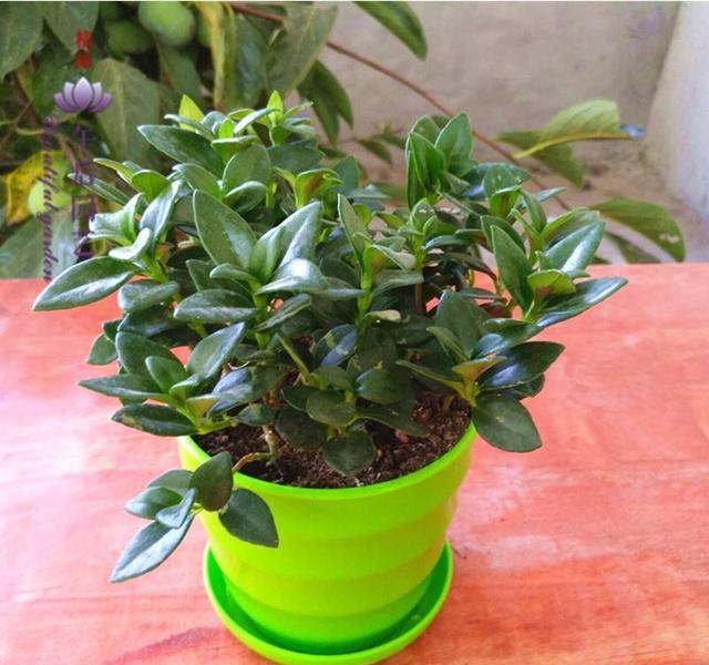 养吊兰的所有问题,吊兰为什么养一段就不茂盛了