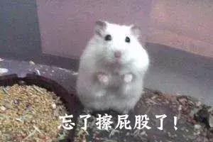 养仓第1步：如何挑选一只健康的仓鼠