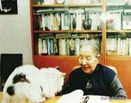 猫的魅力有多大?就连著名作家冰心奶奶也是资深“猫奴”
