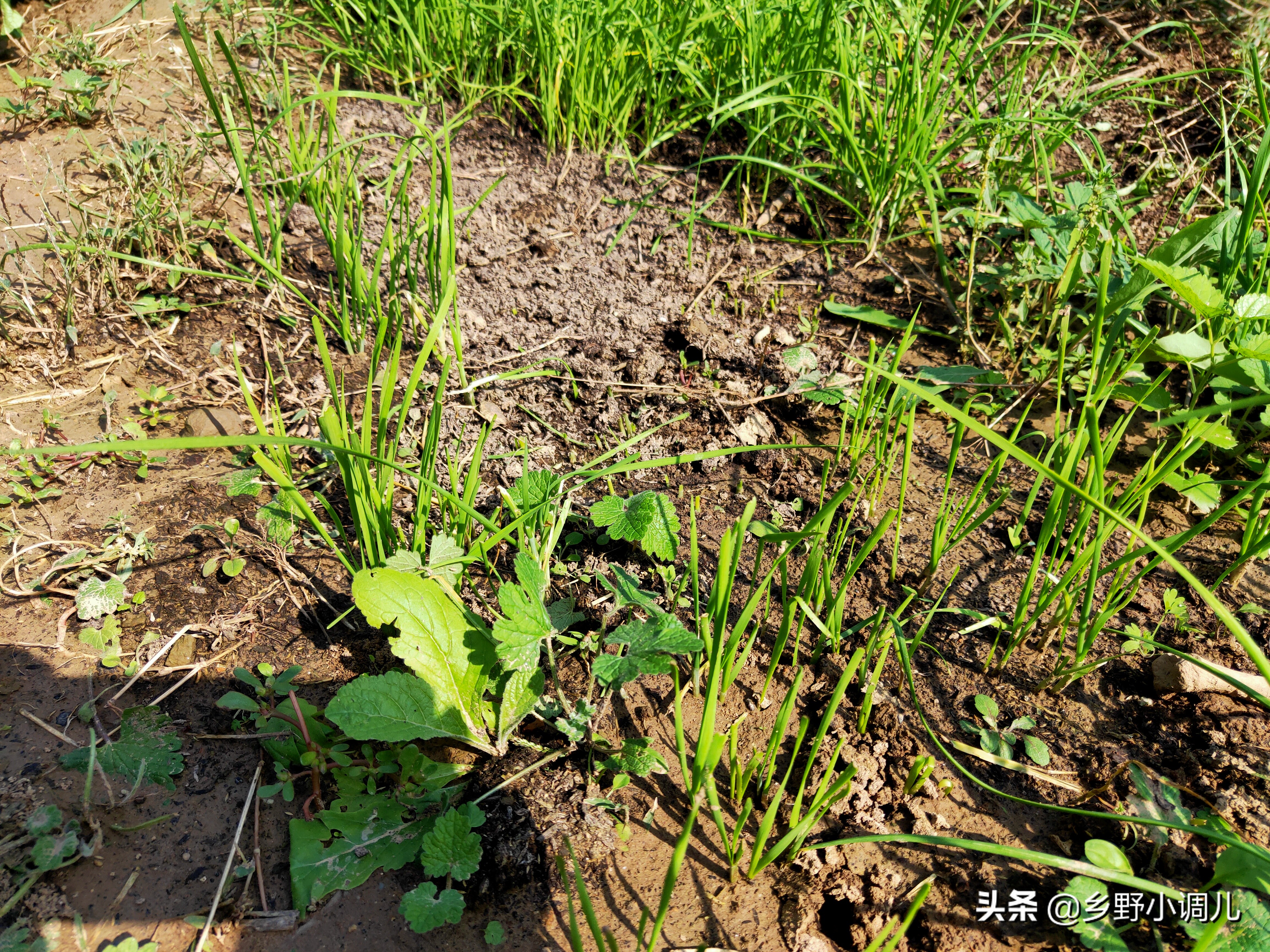 韭菜割完怎么管理,韭菜割了以后怎么管理