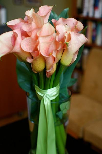 马蹄莲的花期管理要点有哪些方面,马蹄莲一年四季如何养护