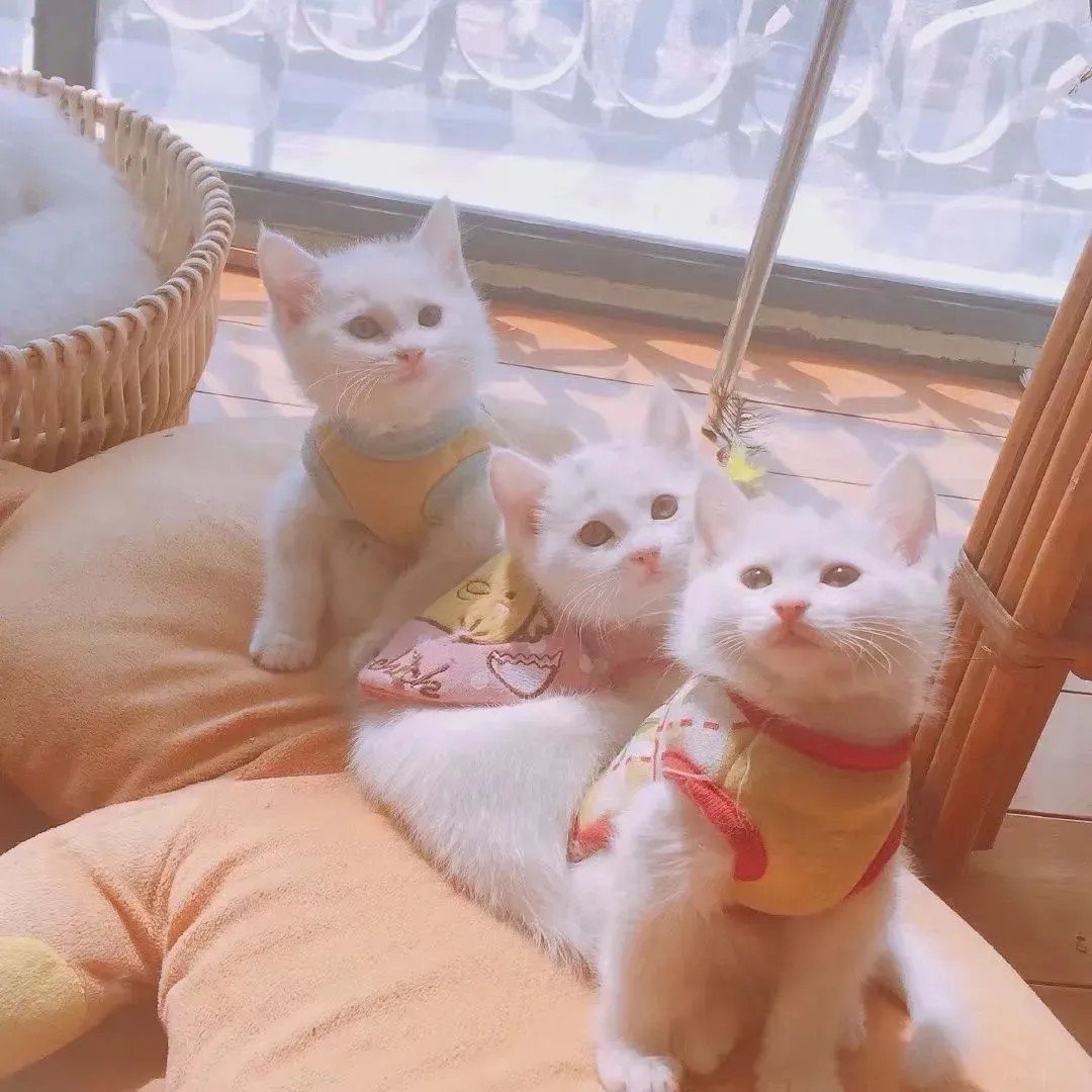 可爱沙雕句子,可爱沙雕句子文案