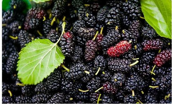 受疫情影响桑葚无人问津，雅大烤酒设备教您足不出户酿美酒