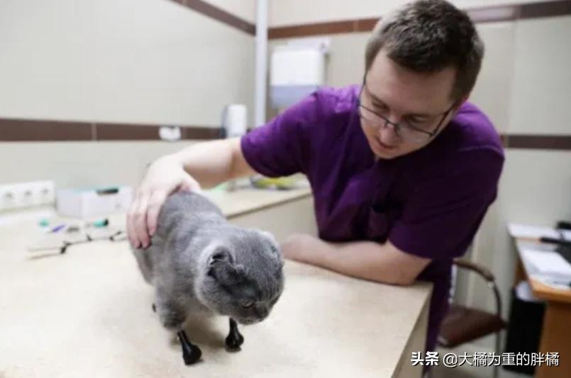 蓝猫冻死了,蓝猫牺牲了