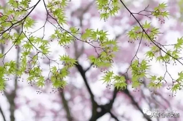 期末复习古诗阅读理解,期末复习文言文