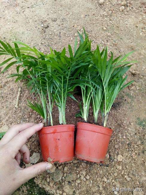 富贵椰子的养护方法,富贵椰子怎么养护才能长得好
