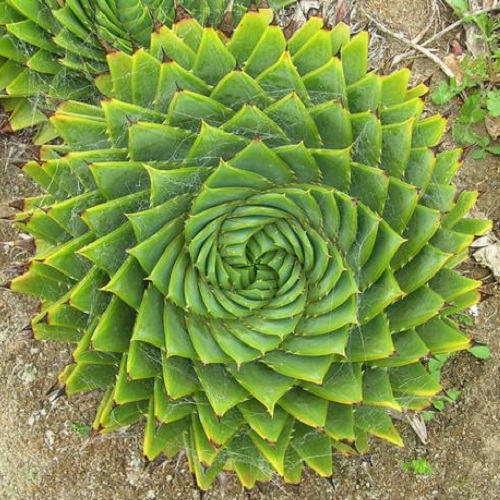 十大最贵的多肉植物排名,世界十大最贵的多肉植物排名