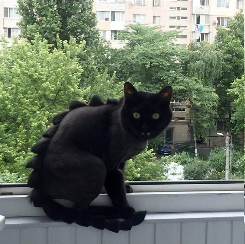 搞笑段子：骑上我心爱的小乌龟