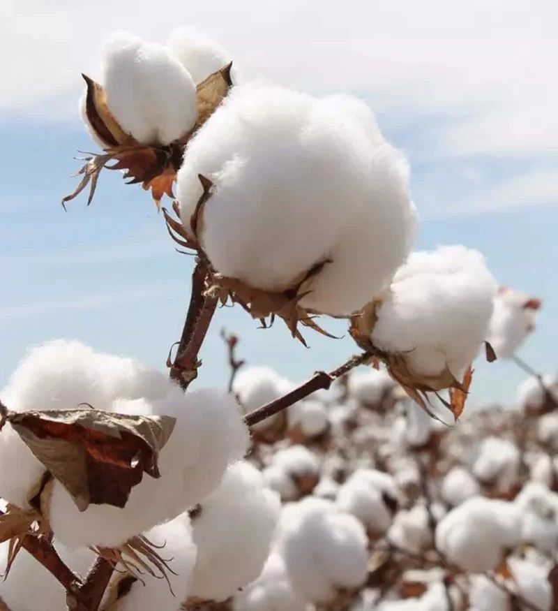 纯棉磨毛四件套100%全棉吗,为什么磨毛四件套比纯棉便宜