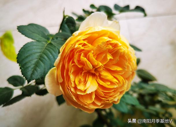 16种双色条纹月季,耀眼的明星月季