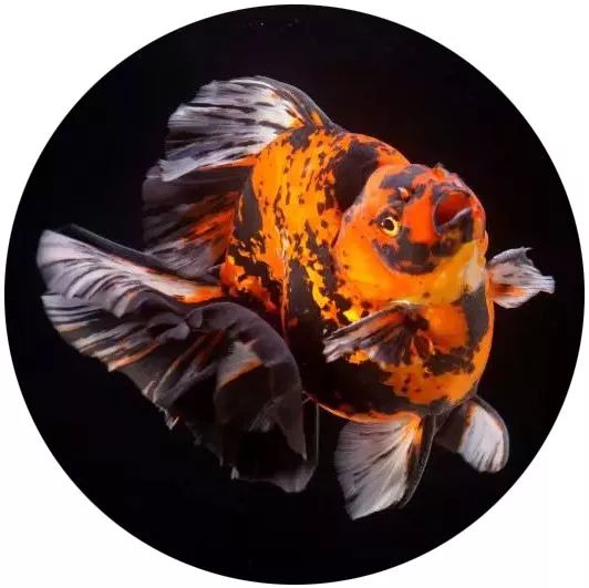 日本网红打卡艺术展,日本十大网红展