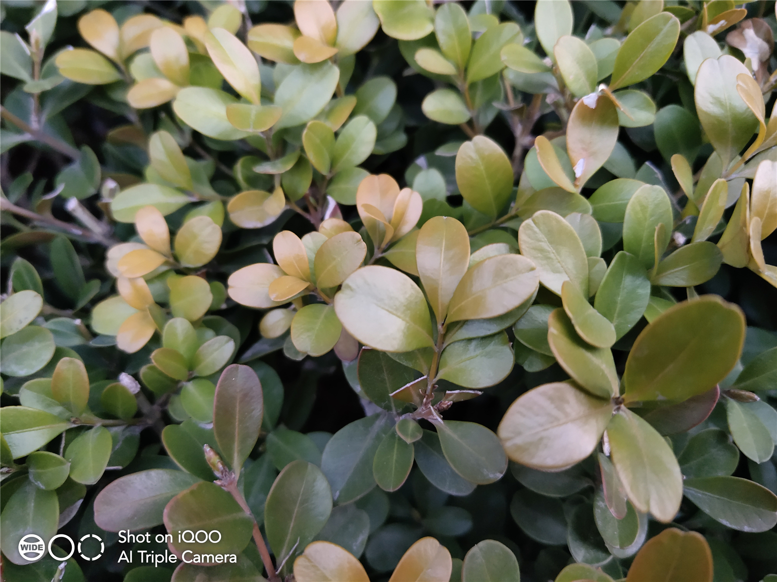 iqoo2998元,1099元iqoo手机