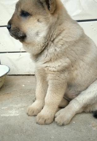 被马蜂蛰过的狗狗图片,狗狗被马蜂蛰原视频