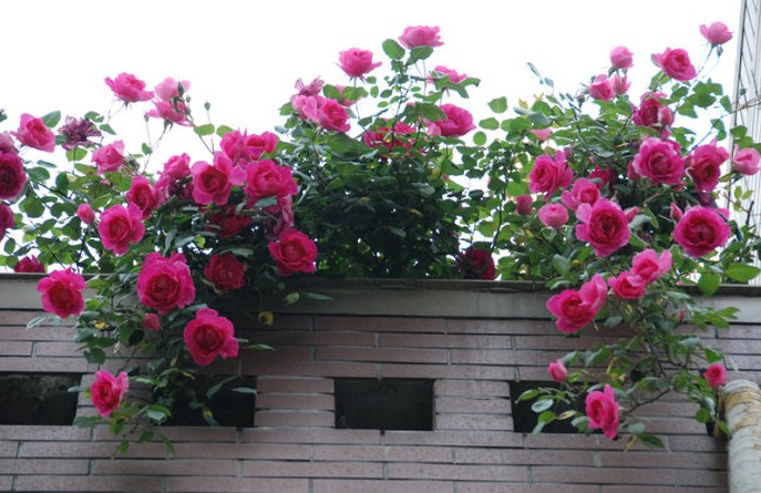 无刺四季开花藤本月季品种有哪些,耐热又耐寒的藤本月季有哪些品种