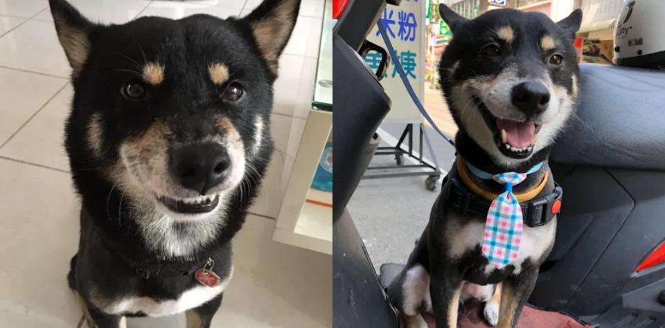 狗狗后部被插入“木棍”,还缠着大量胶带,被救后又遭遗弃